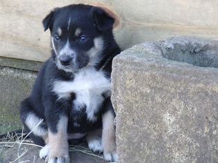 Puppy 6